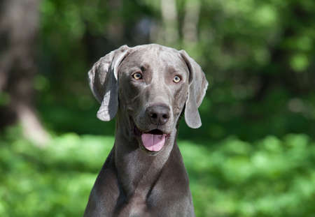 Portrait of 3 years old Weimaraner dog outdoorの写真素材