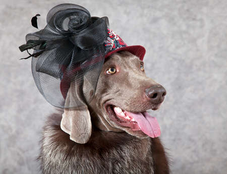 Portrait of Weimaraner dog wearing clothes of Victorian styleの写真素材