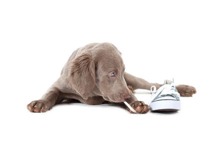 Weimaraner puppy of 3 months old pulling the lace of a shoe over white
の写真素材