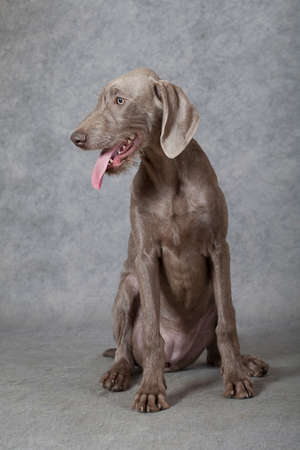 Wirehaired Slovakian pointer dogの写真素材