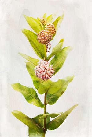 Illustration of watercolor Milkweed flowers on a vintage backgroundの写真素材