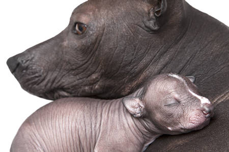 One week old xoloitzcuintle puppy with motherの写真素材