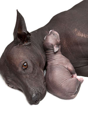 Newborn Mexican xoloitzcuintle puppy with his motherの写真素材