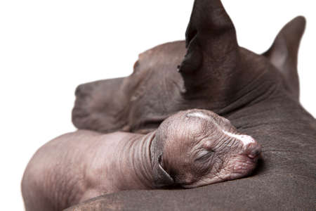 One week old xoloitzcuintle puppy with his motherの写真素材