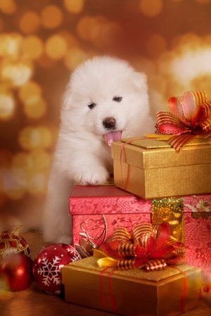 Samoyed puppy dog with gifts in front of Christmas backgroundの写真素材