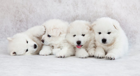 Portrait of one month old Samoyed puppiesの写真素材