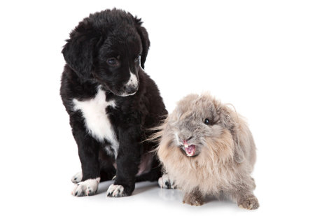 Xoloitzcuintle puppy, 6 weeks old, and rabbit in front of white background