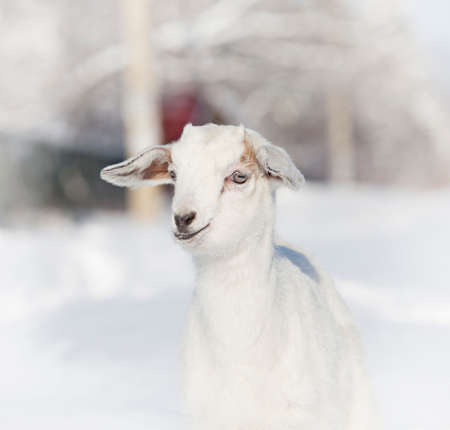 Portrait of baby goat in winter close-upの写真素材