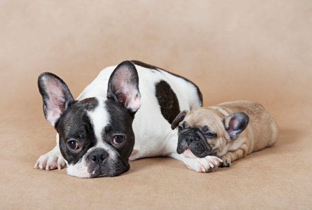 Pure breed French bulldog mommy with puppy lying on a beige background