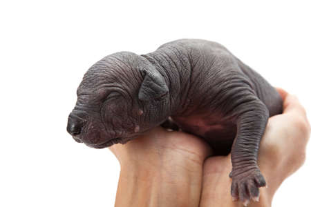 Mexican xoloitzcuintle newborn puppy in woman's hands in front of white backgroundの写真素材