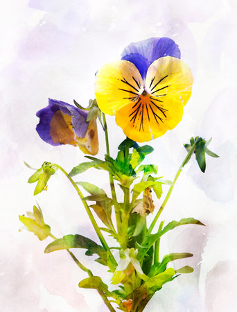 Illustration of watercolor pansy flower Viola tricolor. Artistic watercolor painting style with textureの写真素材