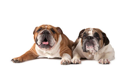 Two English Bulldog lying on white background and looking forwardの写真素材