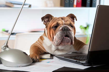 English Bulldog sitting at a desk in front of a computer as an office managerの写真素材