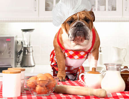English Bulldog in chef's hat standing at the table with eggs and milk jugの写真素材