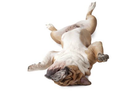 English Bulldog lying upside down on his back isolated on white backgroundの写真素材