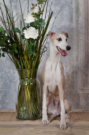 Portrait of Whippet dog sitting on the  floor with a vase of flowers indoorsの写真素材