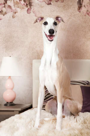 Purebred Whippet dog sitting on the bed and looking at the camera in the bedroomの写真素材