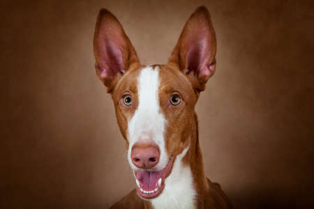 Portrait of purebred Podenco ibicenco dog against brown backgroundの写真素材