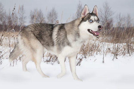 Purebred Siberian Husky dog walking among snow-covered fieldの写真素材