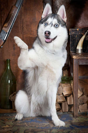 Siberian Husky dog waving hello with his right paw in the airの写真素材