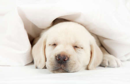 Six weeks old purebred Labrador puppy sleeping in a bed covered by a blanketの写真素材