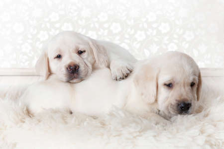 Two purebred Labrador puppies lying on a fur rug indoorsの写真素材