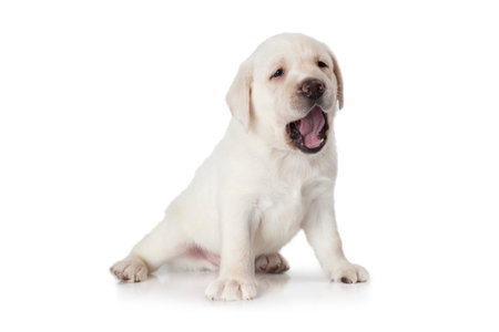 Six weeks old purebred Labrador puppy isolated on white backgroundの写真素材