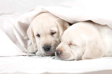 Two six weeks old purebred Labrador puppies lying in a bed covered by a blanketの写真素材