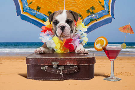English Bulldog puppy with travel bag sits on the ocean shore under beach umbrella. Theme travelの写真素材