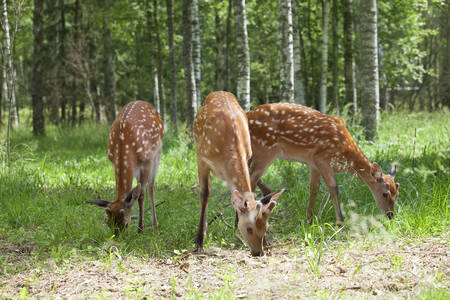 Wild spotted deer grazing at the edge of the forest on a sunny summer dayの写真素材
