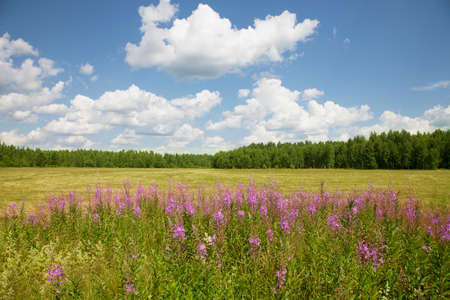 The field of Beautiful fireweed (great willowherb) flowers on a sunny summer dayの写真素材