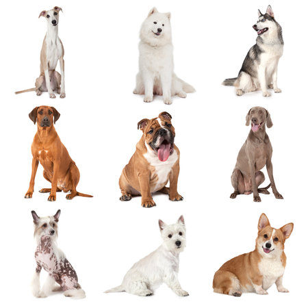 Set of common dogs of different breeds isolated on white backgroundの写真素材