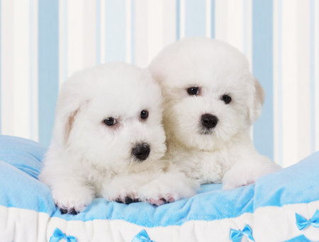 Two Pure breed Bichon Frise puppies lying on the blue pillow