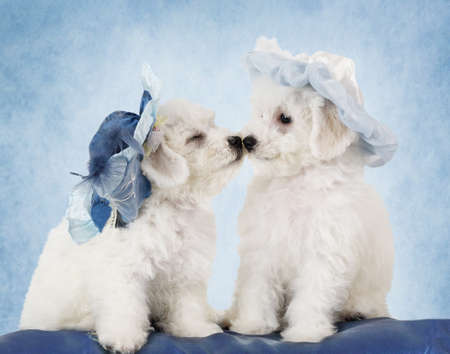 Two adorable Pure breed Bichon Frise puppies in hats in front of blue backgroundの写真素材