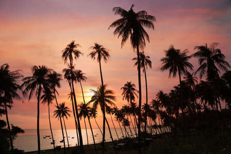 Dark silhouettes of coconut palm trees and amazing cloudy sky on sunset at tropical place Mui Ne, Vietnamの写真素材