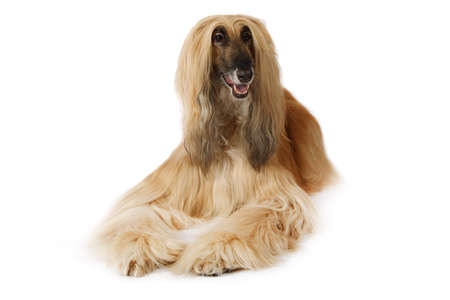 Thoroughbred dog Afghan hound lying in front of white backgroundの写真素材