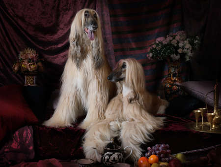 Two elegant Afghan hounds dogs in the Arab style interior with flowers and fruitの写真素材