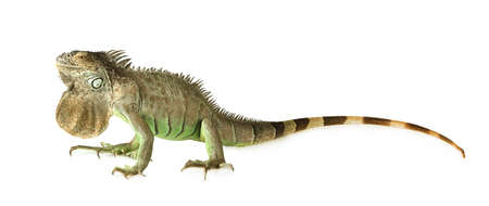 Large Green Iguana isolated on white backgroundの写真素材