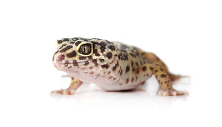 Cute leopard gecko isolated on white backgroundの写真素材