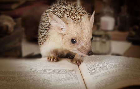 Small African hedgehog reading a book indoorsの写真素材