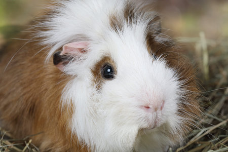 Portrait of a domestic guinea pig closeup photo