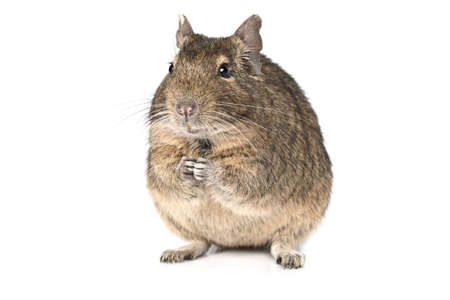 Small degu sitting on hind legs isolated on a white backgroundの写真素材