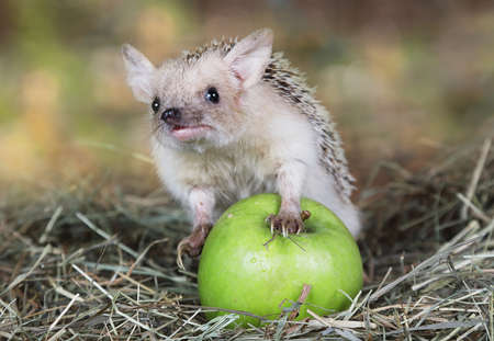 Funny African hedgehog found the green apple in the grassの写真素材