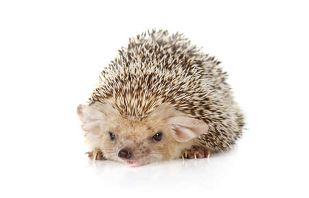 Prickly African hedgehog lying on a white backgroundの写真素材