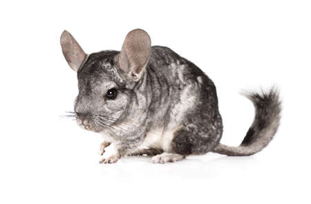 Adorable grey chinchilla isolated on a white backgroundの写真素材
