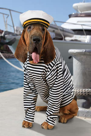 Bloodhound dog dressed in a marine uniform with tongue hanging out on the background of sea yachtの写真素材