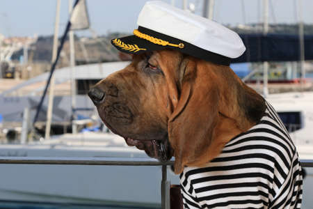 Portrait of purebred Bloodhound dog dressed in a marine uniform on the background of sea yachtsの写真素材
