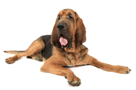 Eighteen months old purebred Bloodhound dog isolated on a white backgroundの写真素材