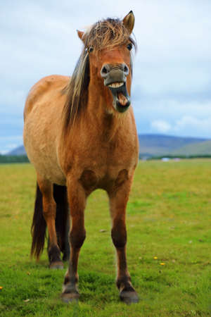 The funny grinning Icelandic horse on the background of nature landscape of Icelandの写真素材