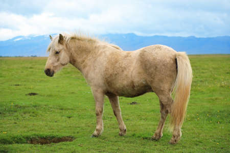 White color Icelandic horse grazing in a field in nature landscape of Icelandの写真素材